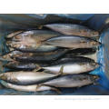 Frozen Pacific Mackerel 150-200g 60-80Pcs Fish